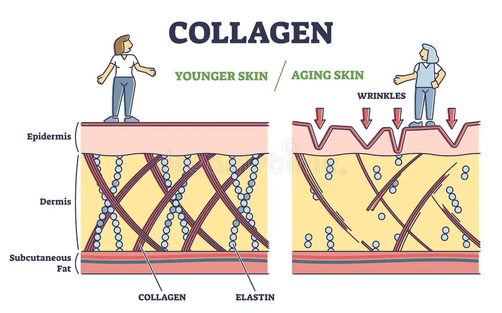 Skin layers diagram